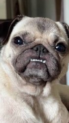 Pugging Meme Template