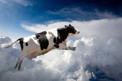 cow ascending from the heavens Meme Template