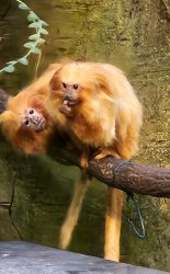 Existential crisis support monkey Meme Template