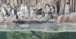 Penguin Race Meme Template