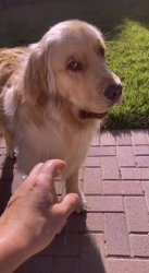 Disgusted dog Meme Template