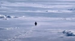 penguin going to the mountains Meme Template