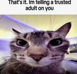 I'm Telling a Trusted Adult on You (cat) Meme Template