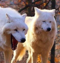 Single laughing wolf Meme Template