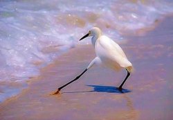 I Wouldn't Do That Meme Template