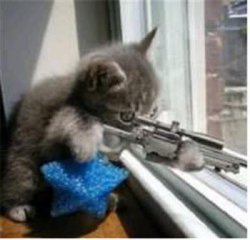 cats with guns Meme Template