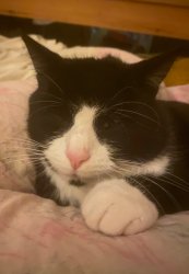 Ok wink wink Meme Template