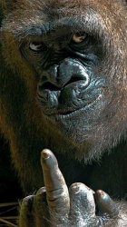 New check Meme Template