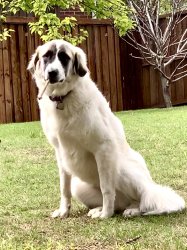 smoking dog Meme Template