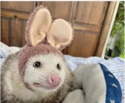 bunny ear rodent Meme Template