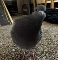 Pigeon Meme Template