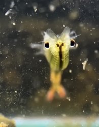 Cute shrimp face Meme Template