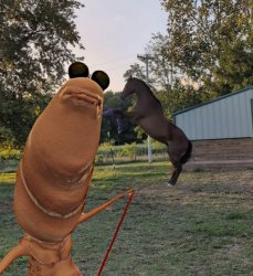 Marcus new dog Meme Template