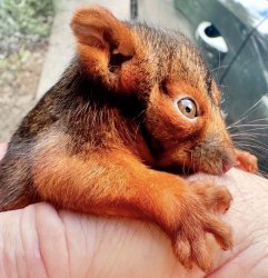 Possum Meme Template