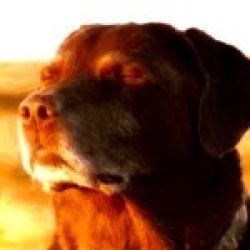 cooked dog Meme Template