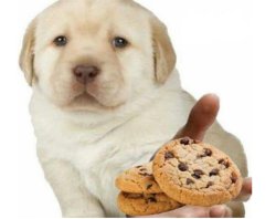 Puppy with cookie Meme Template