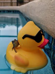 frog on rubber duck Meme Template