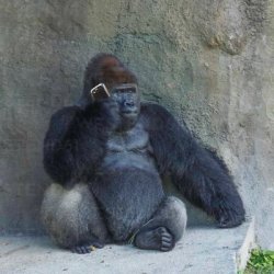 gorilla on phone Meme Template