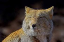 fox noot Meme Template