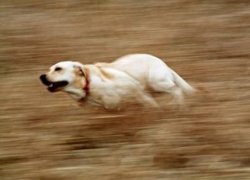 very fast running dog Meme Template