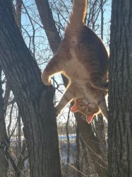 Orange kitty balls Meme Template