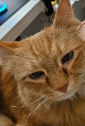 Charlie Meme Template