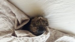 Cat Looking Meme Template