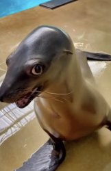 sea lion side eye Meme Template