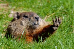 Chrisjoines1 Meme Template