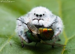 Spider & the fly Meme Template