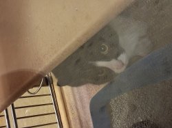 Peekie Cat Meme Template