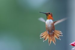 Carmen Miranda Meme Template