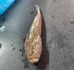 Shocked Dragonfish Meme Template