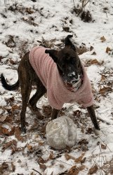 Mongoloid Snow Dog Meme Template