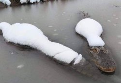 Chrisjoines1 Meme Template