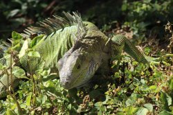 Iguana Meme Template