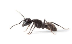ant Meme Template