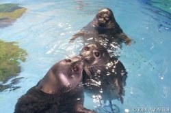 Homophone seal Meme Template