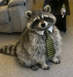 Racoon with tie Meme Template
