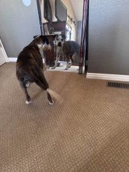 Gracie Meme Template