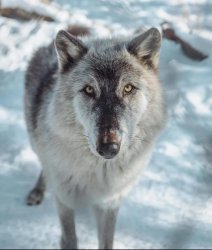 Chrisjoines1 Meme Template