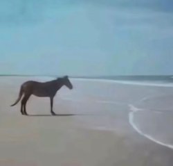 “Man” horse Meme Template