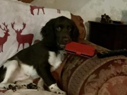 Bite me Siri Meme Template