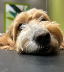 All the things Meme Template