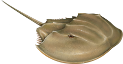 Horseshoe Crab Meme Template