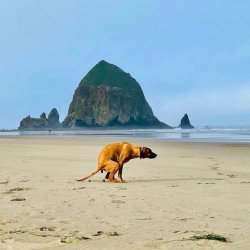 Welcome to Oregon, dawg. Meme Template