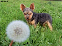 yorkshire terrier Meme Template