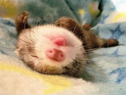 sleeping ferret Meme Template