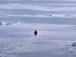 Penguin march Meme Template