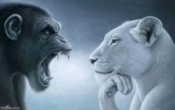 monkey rage at lion Meme Template